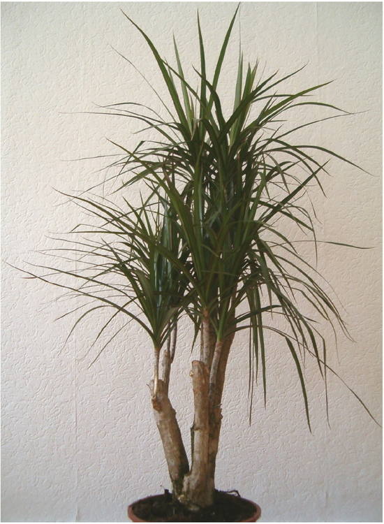 Драцена с бахромой ( Dracaena marginata )